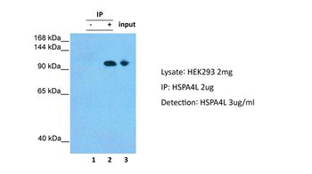 HSPA4L Rabbit Polyclonal Antibody