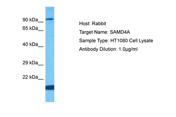 SAMD4A Rabbit Polyclonal Antibody