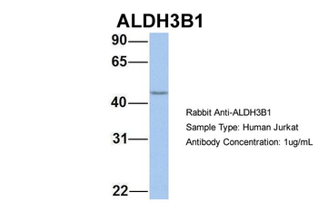 ALDH3B1 Rabbit Polyclonal Antibody