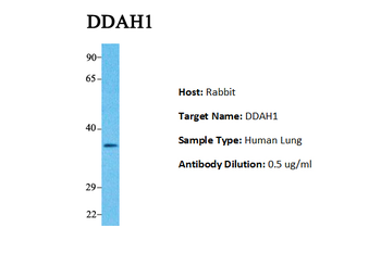 DDAH1 Rabbit Polyclonal Antibody