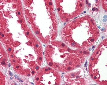 DDAH1 Rabbit Polyclonal Antibody