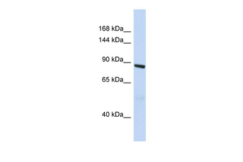 ARHGAP45 Rabbit Polyclonal Antibody