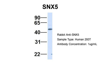 SNX5 Rabbit Polyclonal Antibody