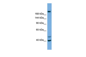 INPP5F Rabbit Polyclonal Antibody