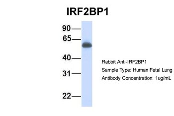 IRF2BP1 Rabbit Polyclonal Antibody