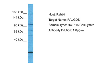 RALGDS Rabbit Polyclonal Antibody