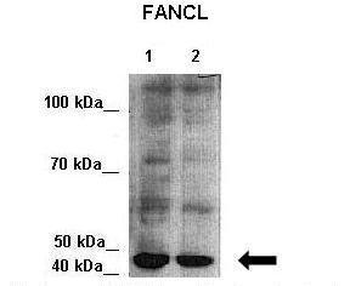 FANCL Rabbit Polyclonal Antibody