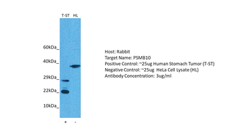 PSMB10 Rabbit Polyclonal Antibody
