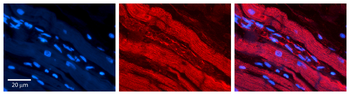 RALA Rabbit Polyclonal Antibody