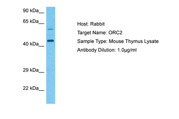 Orc2 Rabbit Polyclonal Antibody