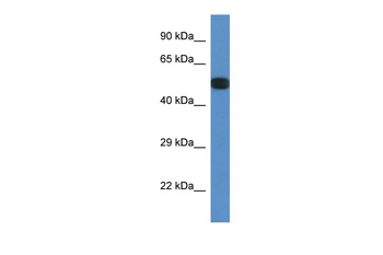 Ppp2r5e Rabbit Polyclonal Antibody