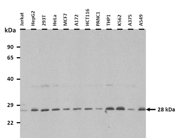 LIN37 Rabbit Polyclonal Antibody