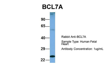 BCL7A Rabbit Polyclonal Antibody