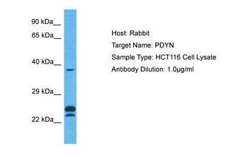 PDYN Rabbit Polyclonal Antibody