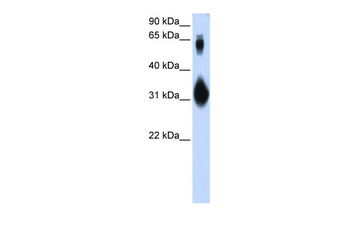 SOX15 Rabbit Polyclonal Antibody