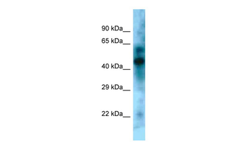 Klf15 Rabbit Polyclonal Antibody