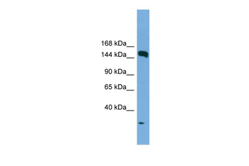 EEA1 Rabbit Polyclonal Antibody