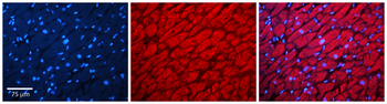 SUMO3 Rabbit Polyclonal Antibody