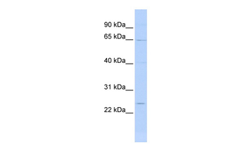 PLXNA4 Rabbit Polyclonal Antibody