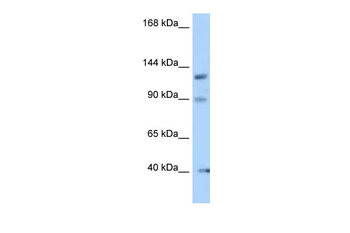 Ofd1 Rabbit Polyclonal Antibody