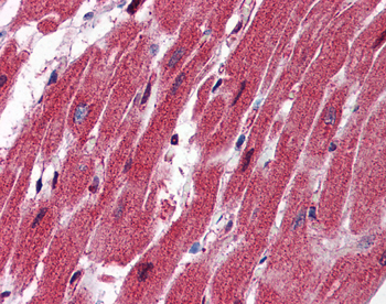 NES Rabbit Polyclonal Antibody