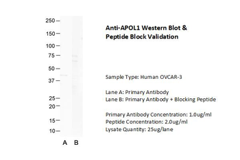 APOL1 Rabbit Polyclonal Antibody