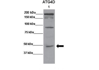 ATG4D Rabbit Polyclonal Antibody