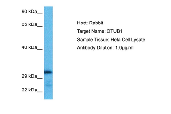 OTUB1 Rabbit Polyclonal Antibody