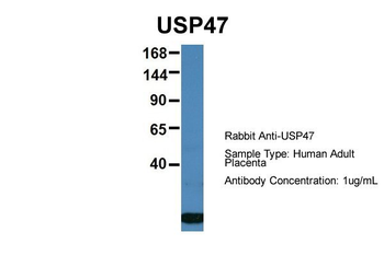USP47 Rabbit Polyclonal Antibody