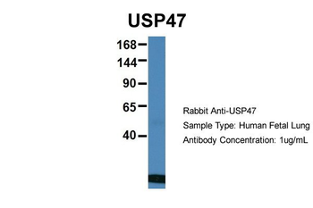 USP47 Rabbit Polyclonal Antibody