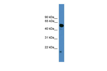 UBL4A Rabbit Polyclonal Antibody