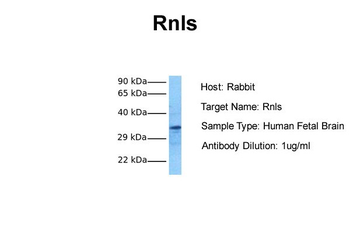 Rnls Rabbit Polyclonal Antibody