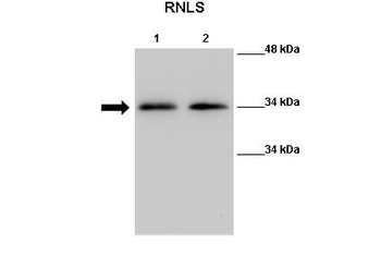 Rnls Rabbit Polyclonal Antibody