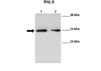 Rnls Rabbit Polyclonal Antibody