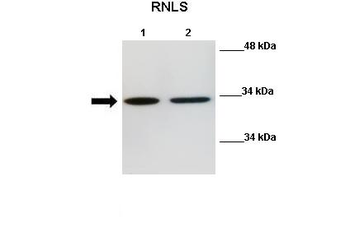 Rnls Rabbit Polyclonal Antibody