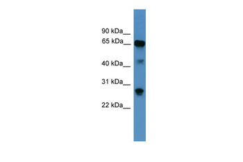 CANX Rabbit Polyclonal Antibody