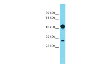 Clta Rabbit Polyclonal Antibody