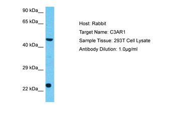 C3AR1 Rabbit Polyclonal Antibody
