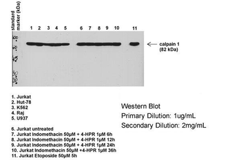 CAPN1 Rabbit Polyclonal Antibody