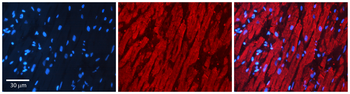 AKR1C3 Rabbit Polyclonal Antibody
