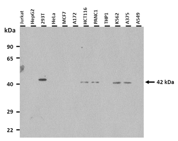 RBMX Rabbit Polyclonal Antibody