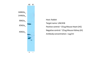 UNC45B Rabbit Polyclonal Antibody