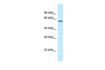 ZC3H12A Rabbit Polyclonal Antibody