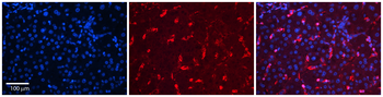 MSN Rabbit Polyclonal Antibody