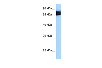 MSN Rabbit Polyclonal Antibody