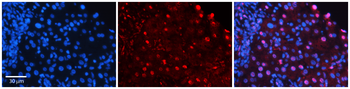 Msn Rabbit Polyclonal Antibody