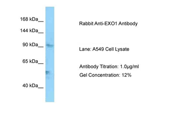 EXO1 Rabbit Polyclonal Antibody