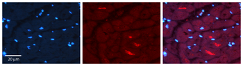 SNX1 Rabbit Polyclonal Antibody