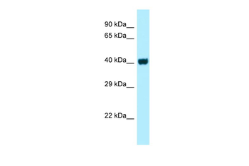 GPR3 Rabbit Polyclonal Antibody