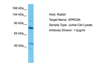 GPRC6A Rabbit Polyclonal Antibody
